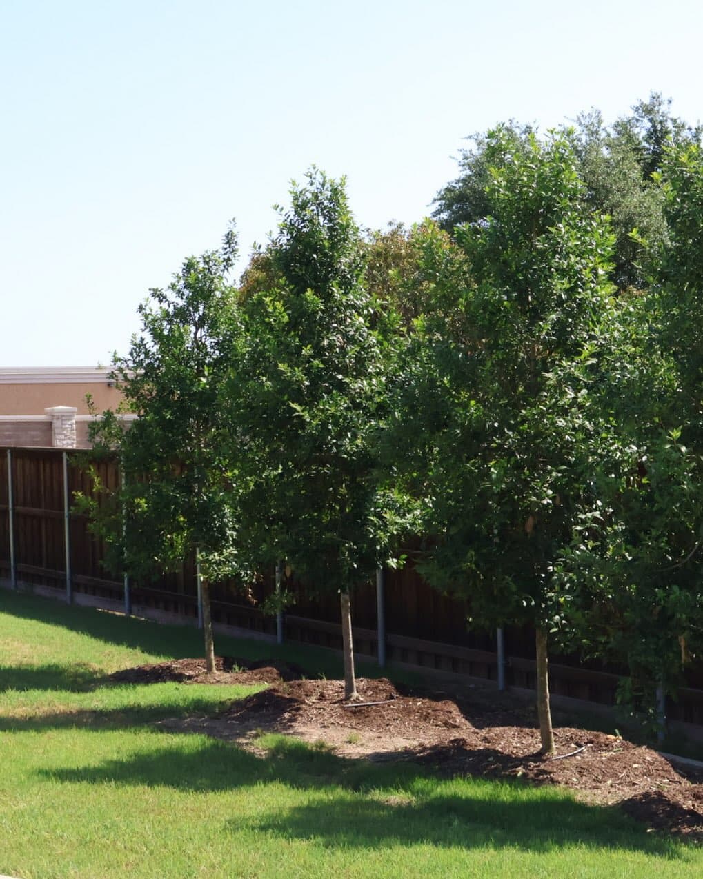 Turf, Privacy Trees & Low-Maintenance Plantings, photo 1