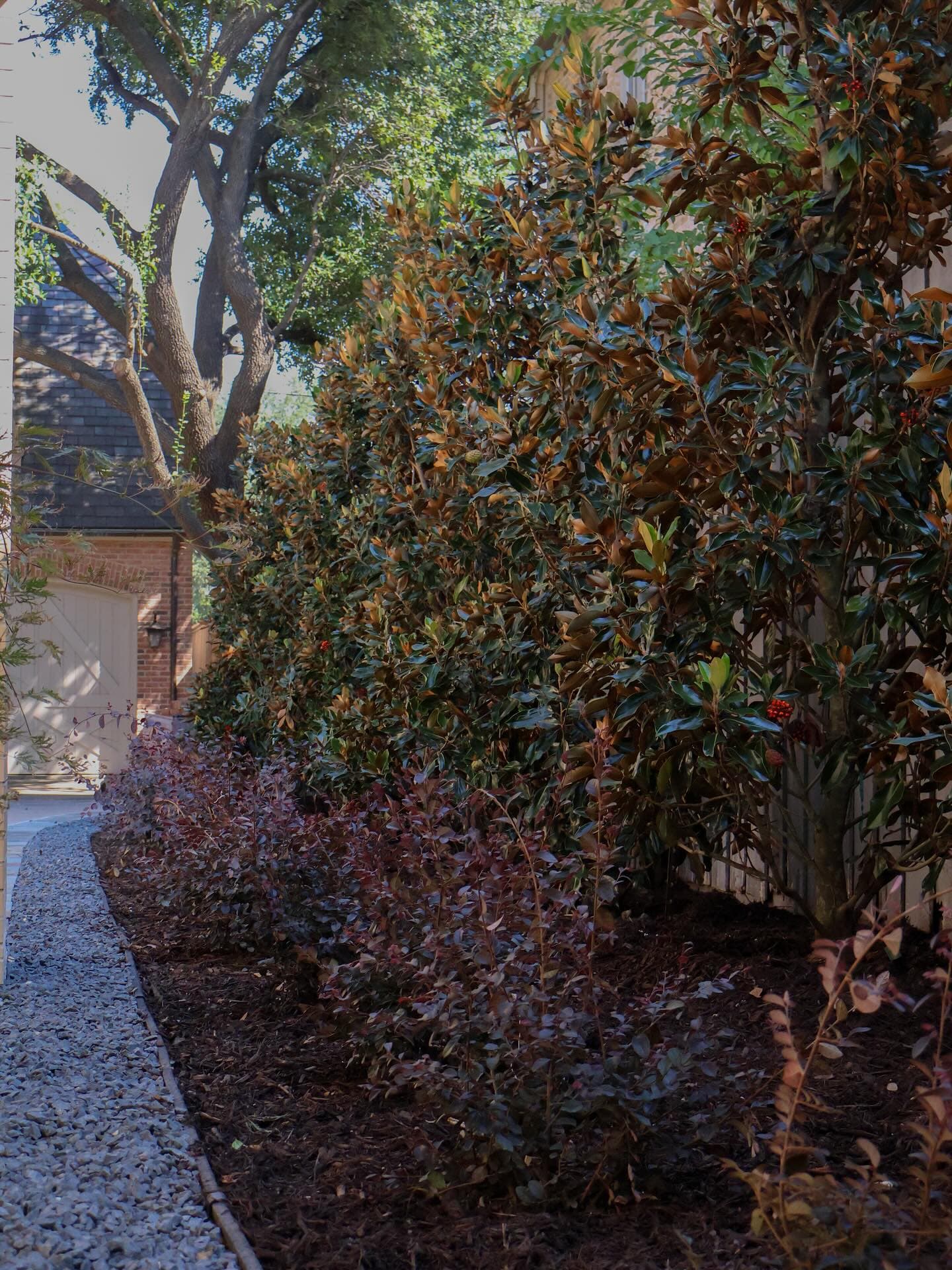 Turf, Privacy Trees & Low-Maintenance Plantings, photo 3