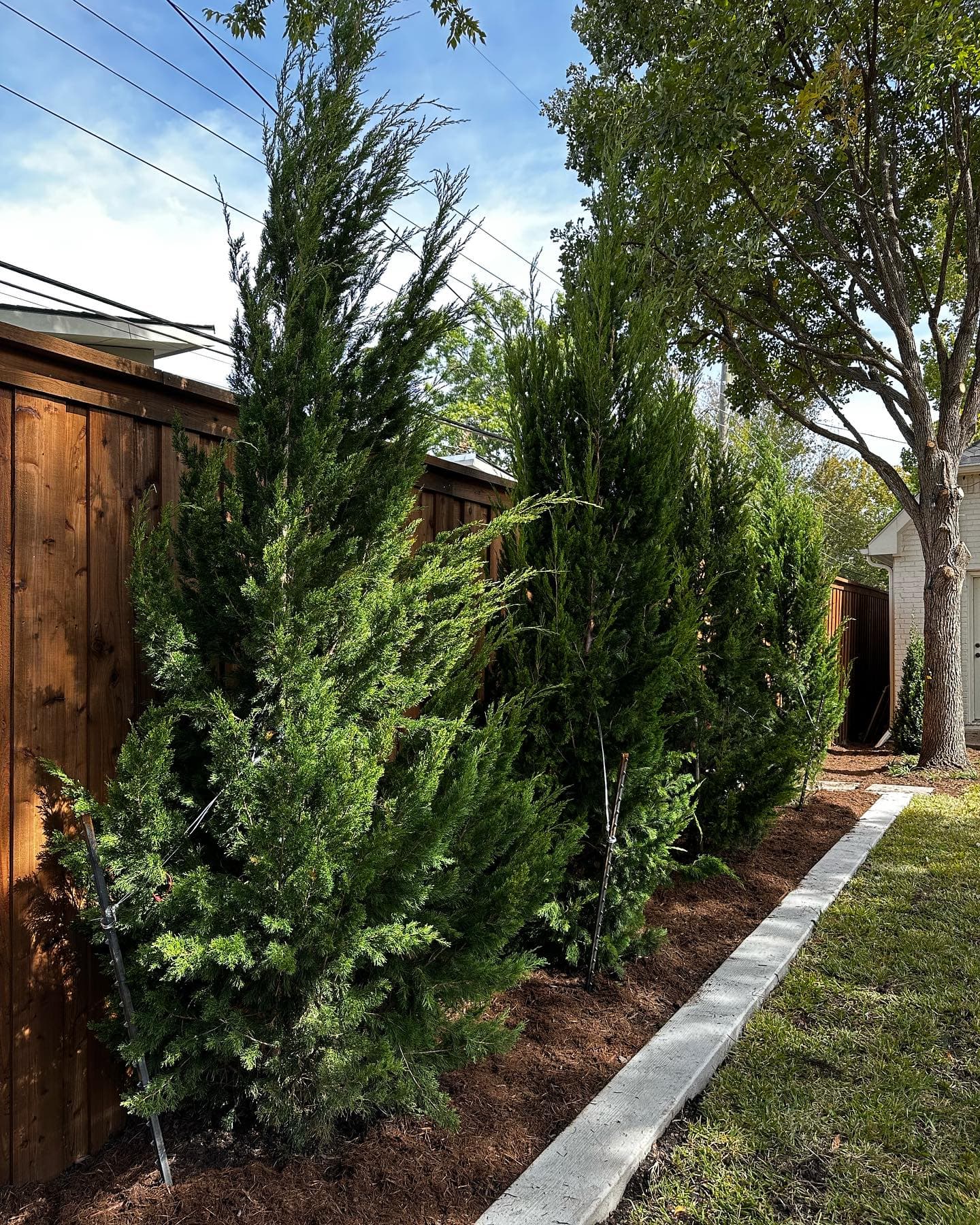 Turf, Privacy Trees & Low-Maintenance Plantings, photo 5